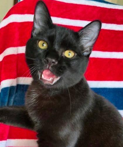 Enlarge Miller, a Adoptable Domestic Short Hair in Encinitas, CA image 3/3