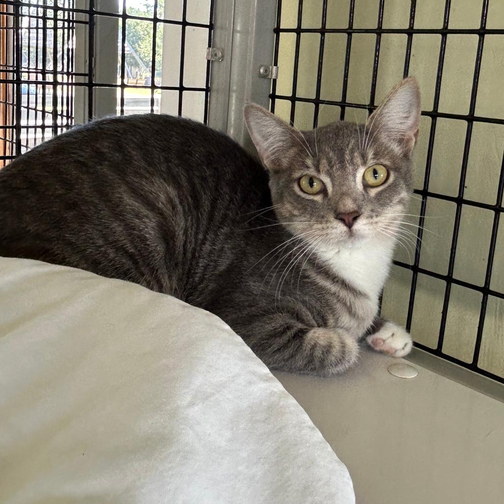 Enlarge Lexus, a Adoptable Domestic Short Hair in Freeport, FL image 1/6