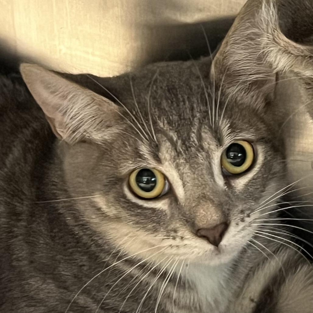 Enlarge Lexus, a Adoptable Domestic Short Hair in Freeport, FL image 2/6