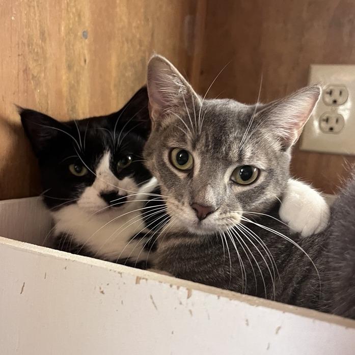 Enlarge Lexus, a Adoptable Domestic Short Hair in Freeport, FL image 3/6