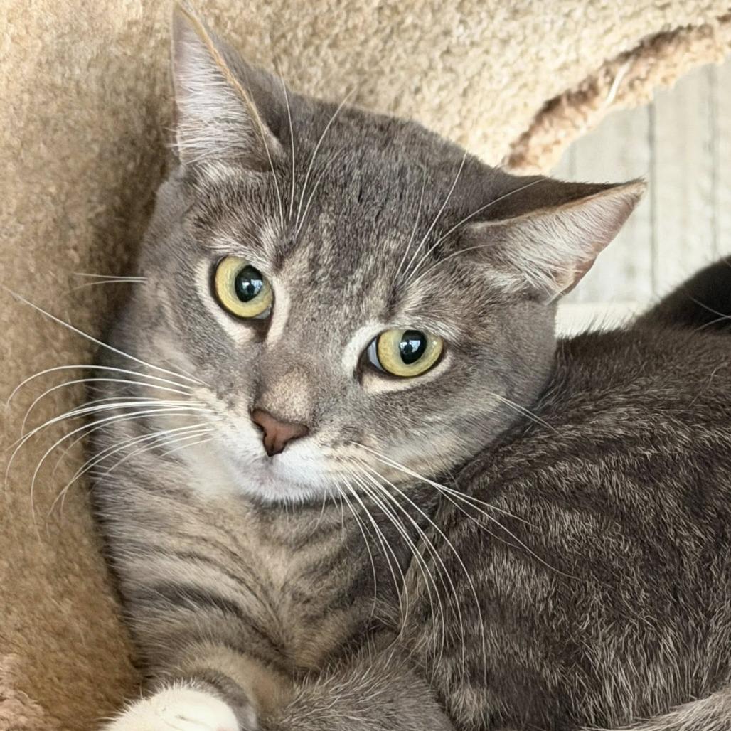 Enlarge Lexus, a Adoptable Domestic Short Hair in Freeport, FL image 4/6