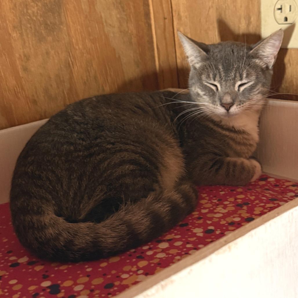 Enlarge Lexus, a Adoptable Domestic Short Hair in Freeport, FL image 5/6