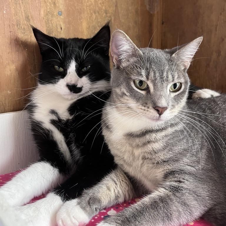 Enlarge Lexus, a Adoptable Domestic Short Hair in Freeport, FL image 6/6