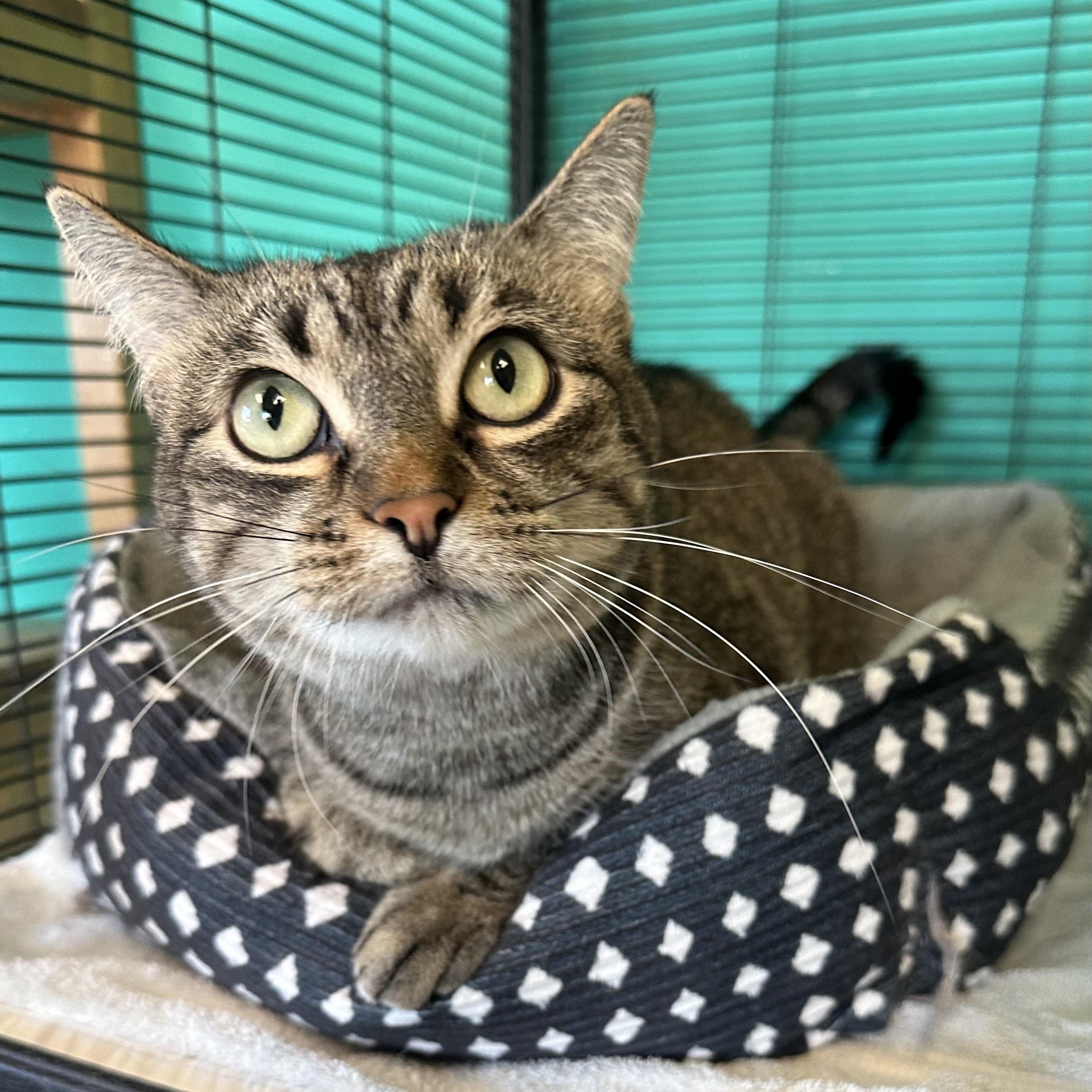 Lefse, a Adoptable Domestic Short Hair in Brookings, SD image 1/2