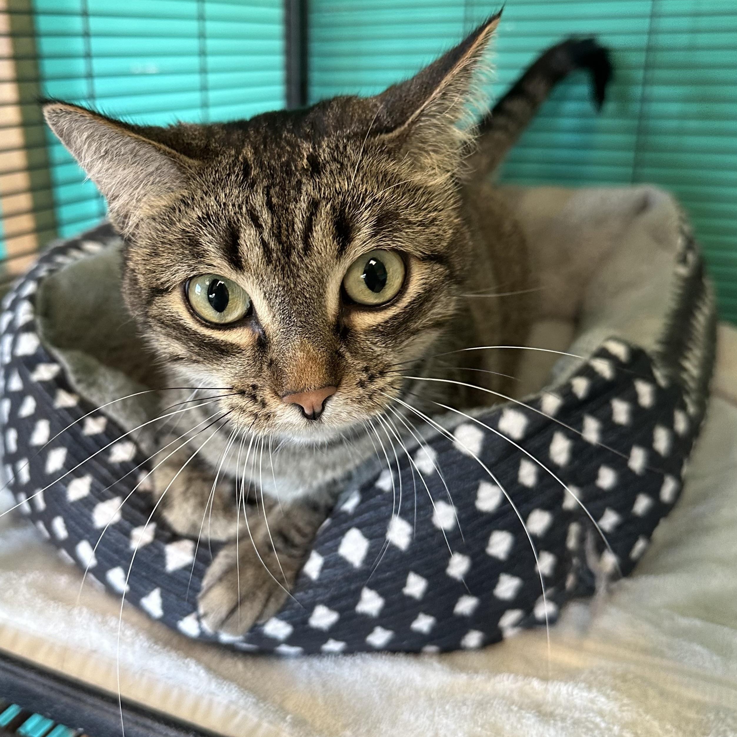 Lefse, an adoptable Domestic Short Hair in Brookings, SD, 57006 | Photo Image 2