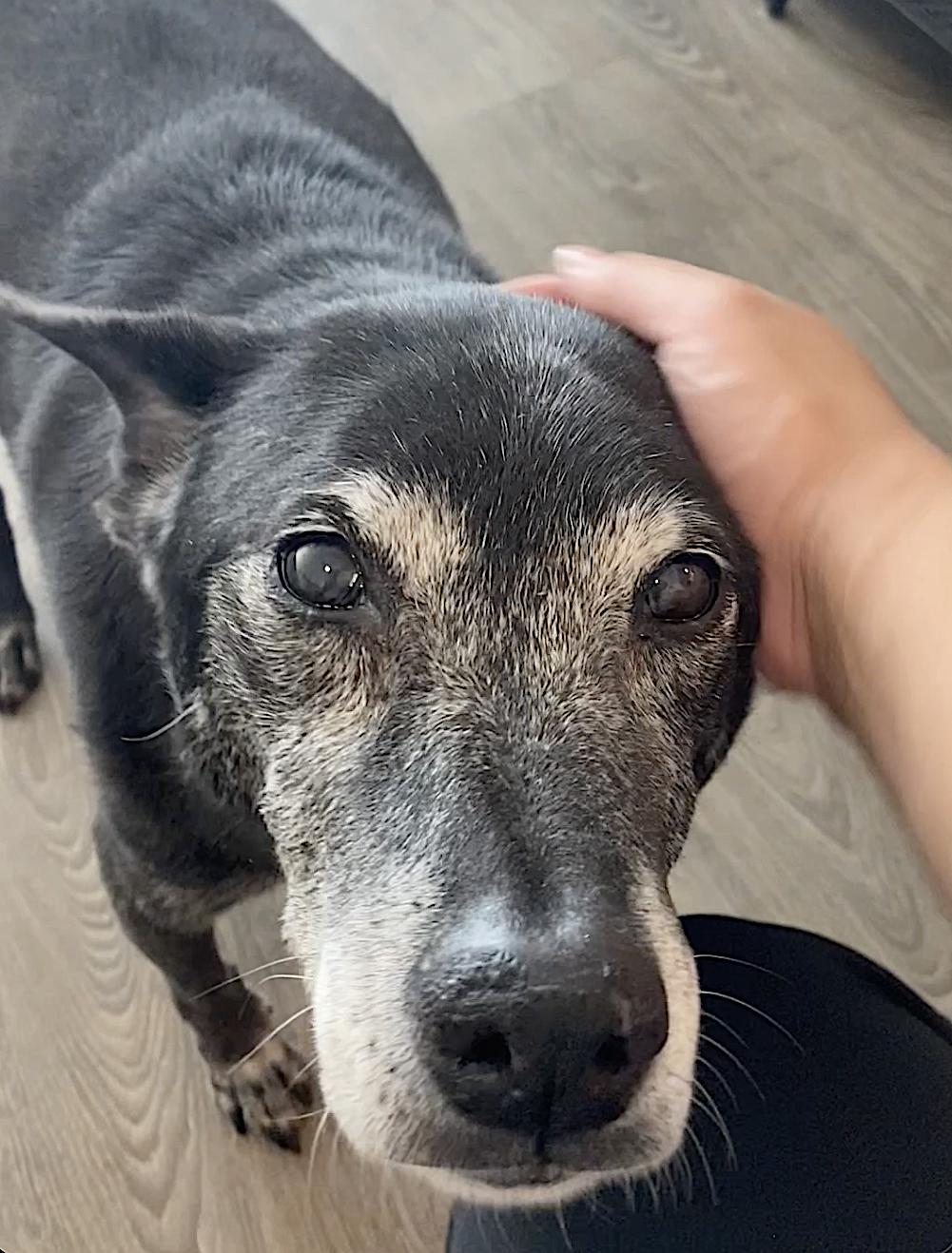 Eevee and Ellie — thumbnail 4