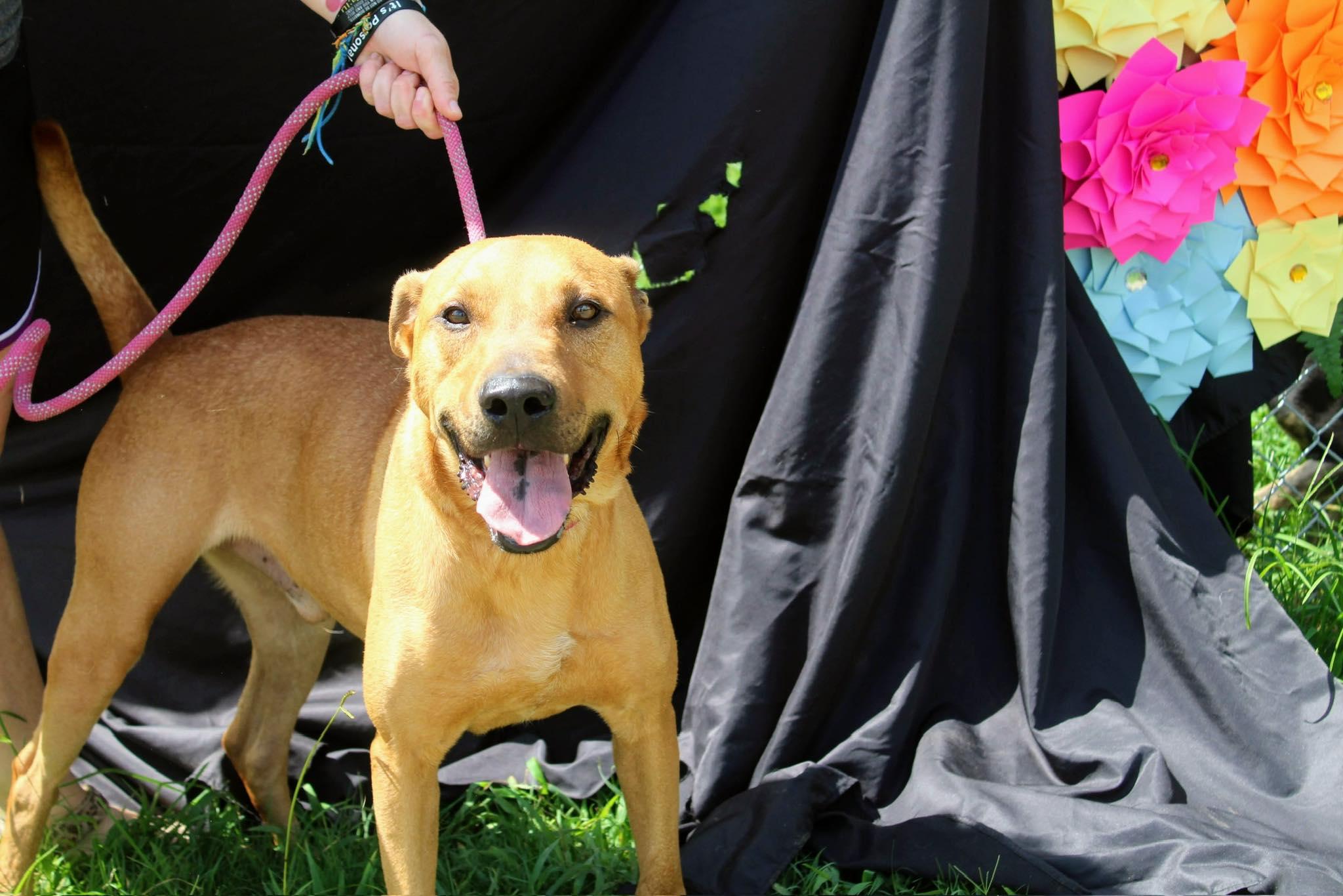 Enlarge Amos, a Adoptable mixed breed in Jacksonville, TX image 1/1