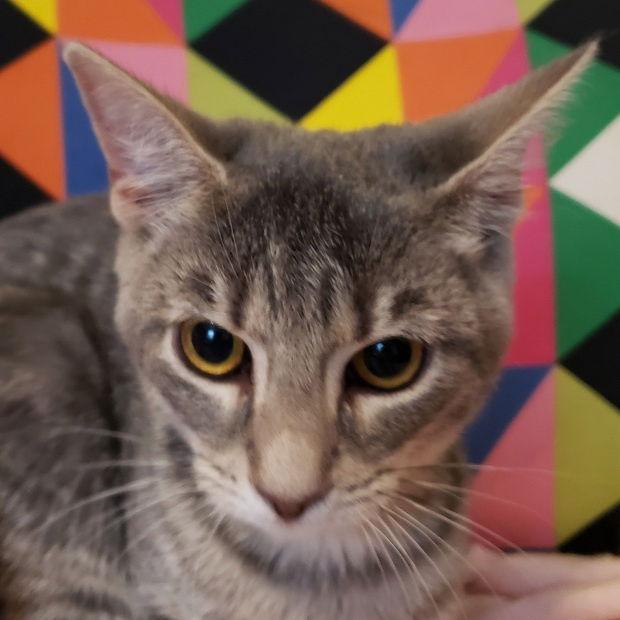 Enlarge Fern, a Adopted Domestic Short Hair in Fishkill, NY image 1/1