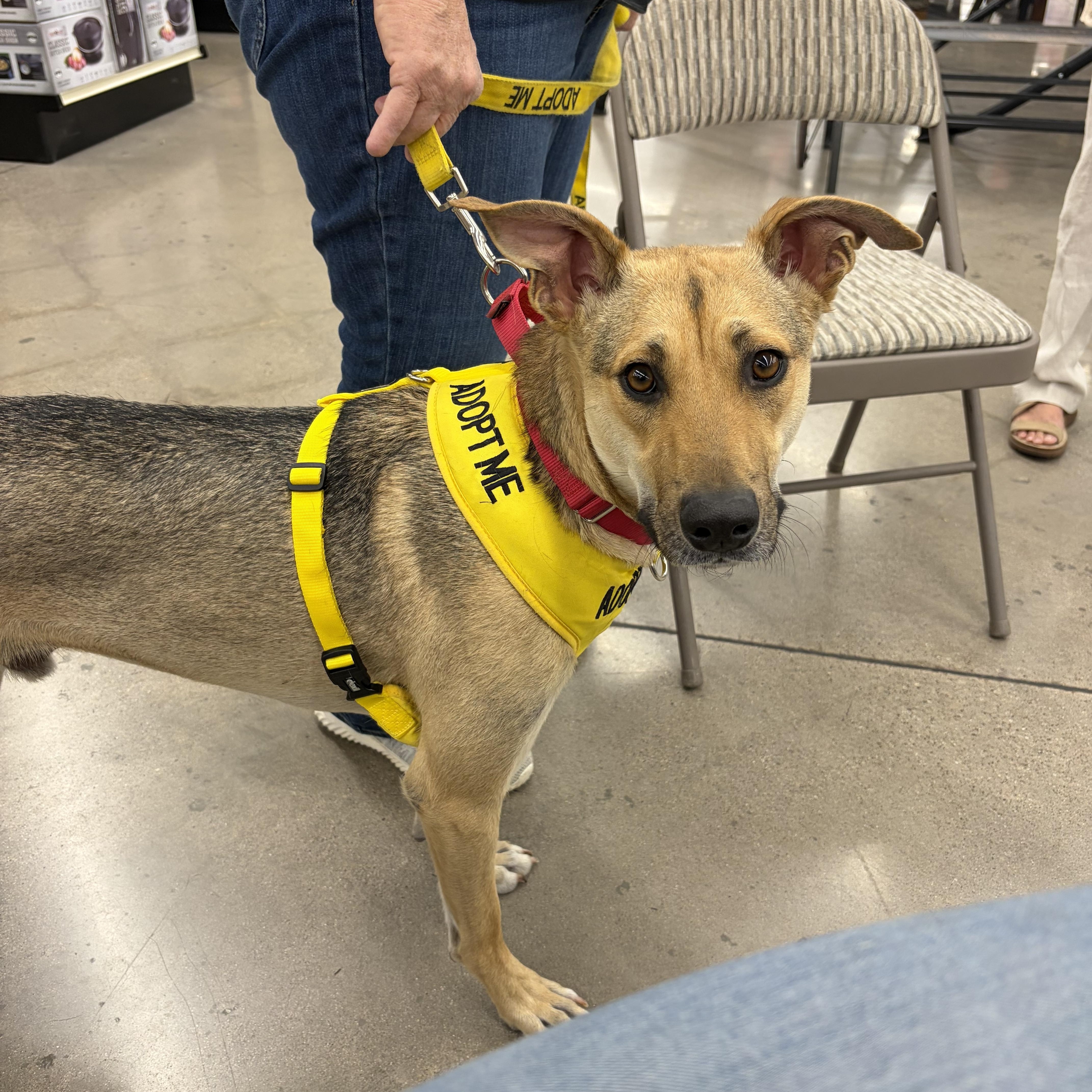 Enlarge Johnny, a ADOPTABLE Carolina Dog in Sierra Vista, AZ image 1/2
