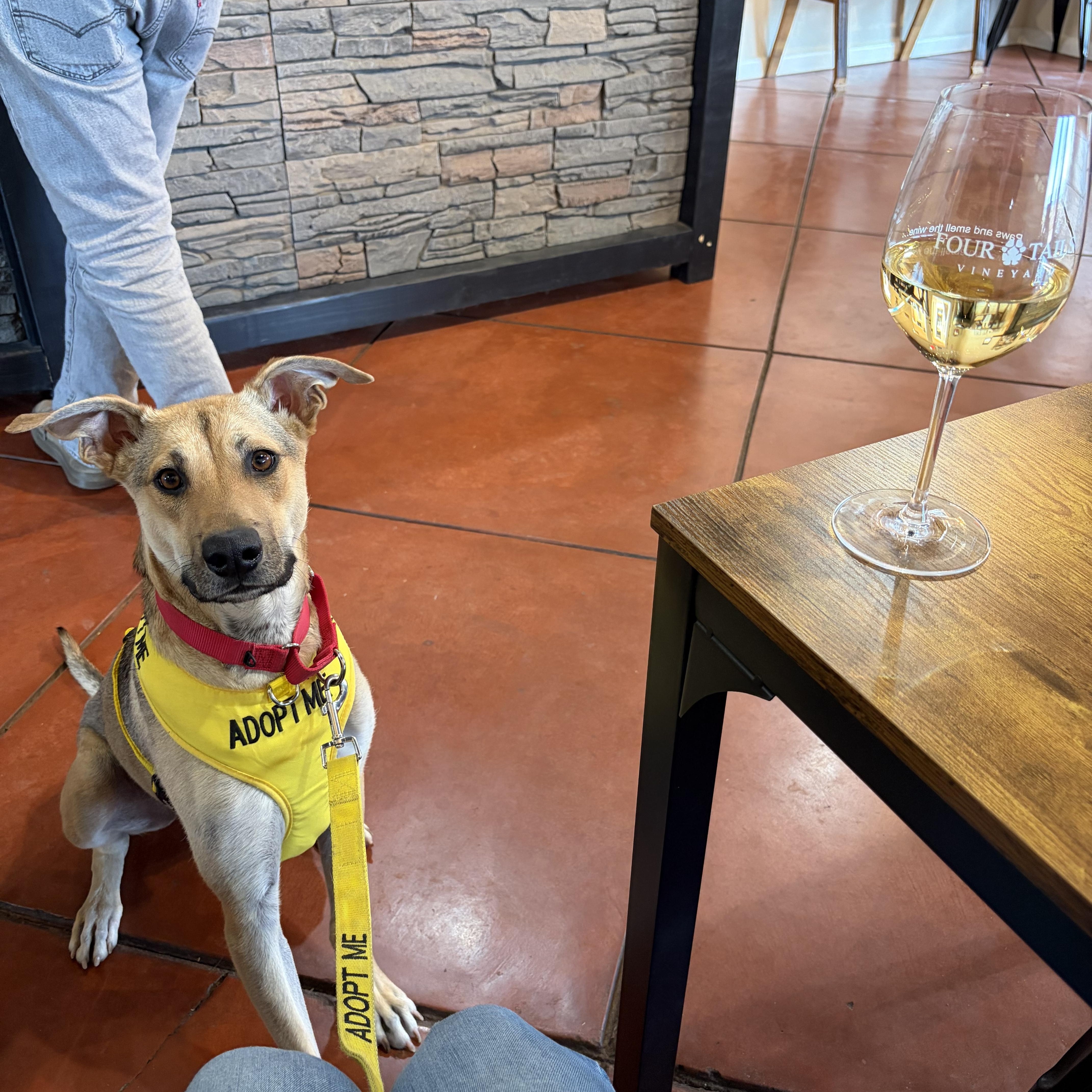 Enlarge Johnny, a ADOPTABLE Carolina Dog in Sierra Vista, AZ image 2/2