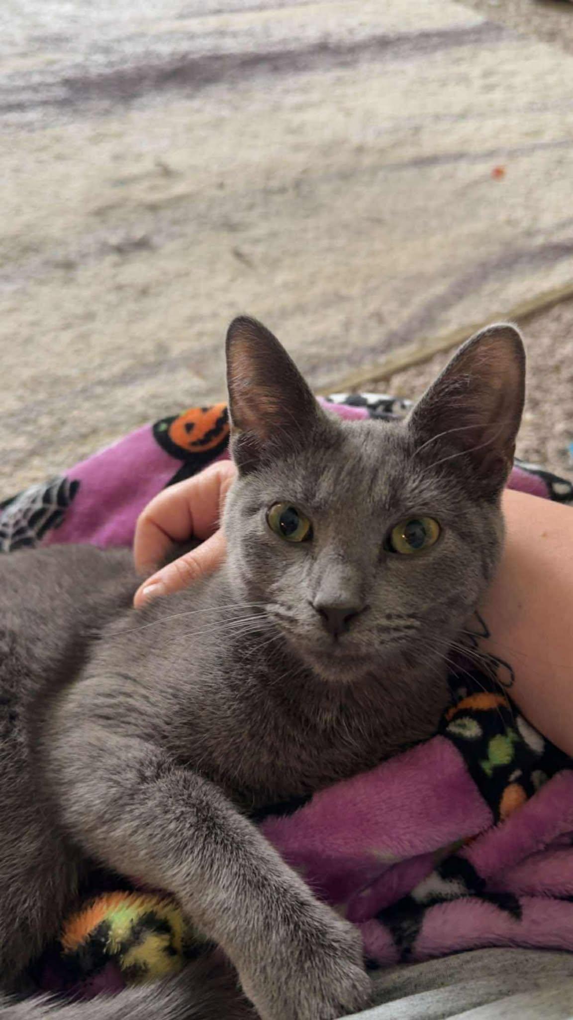 GLINDA, an adopted Domestic Short Hair in Grand Forks, ND image 1/5