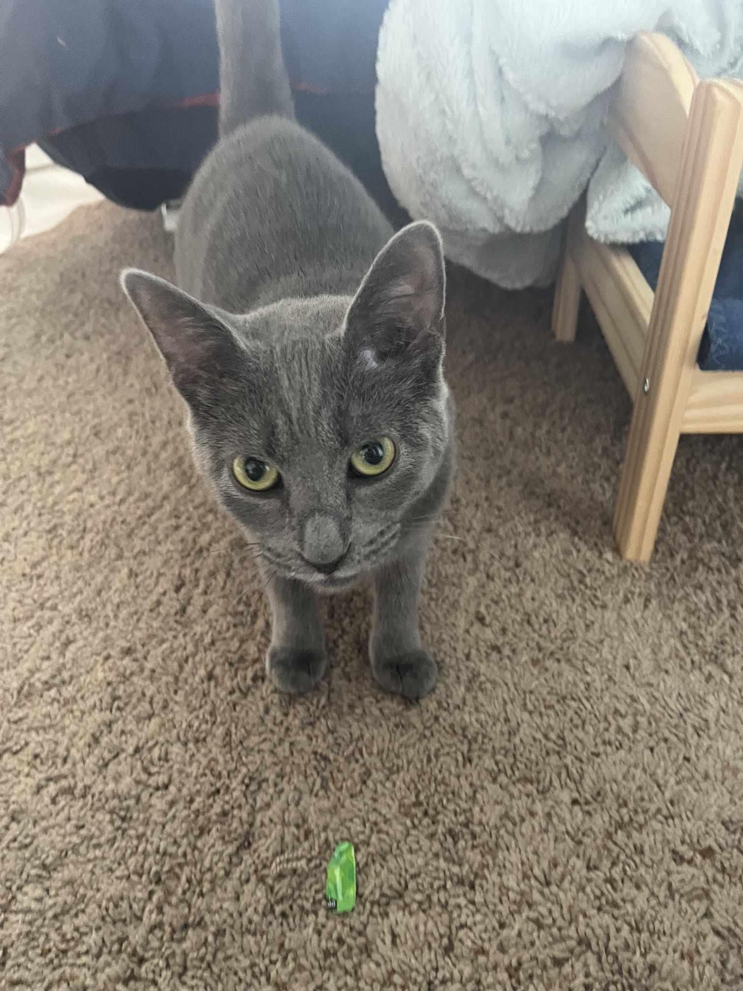 GLINDA, an adopted Domestic Short Hair in Grand Forks, ND image 2/5