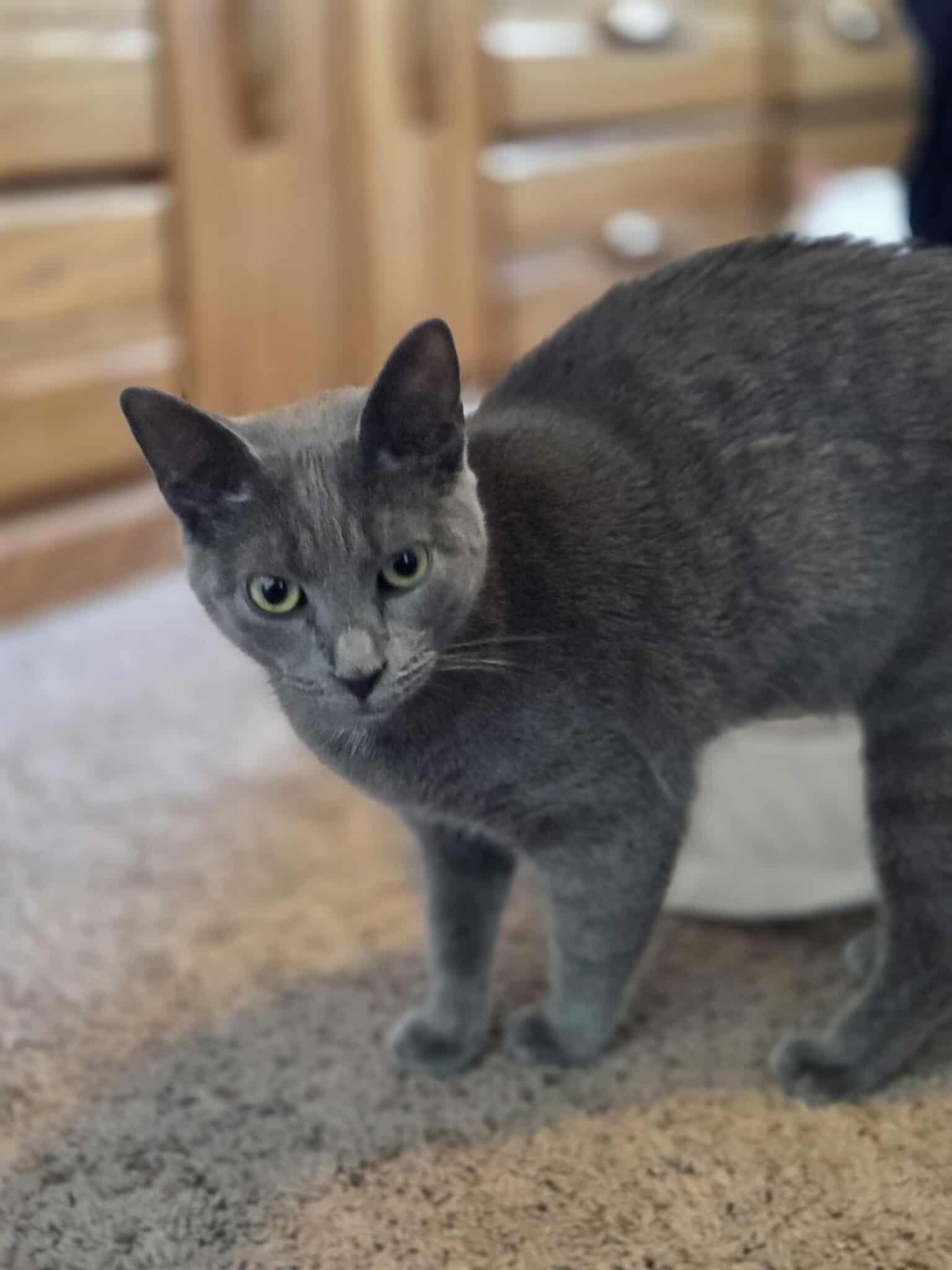 GLINDA, an adopted Domestic Short Hair in Grand Forks, ND image 3/5