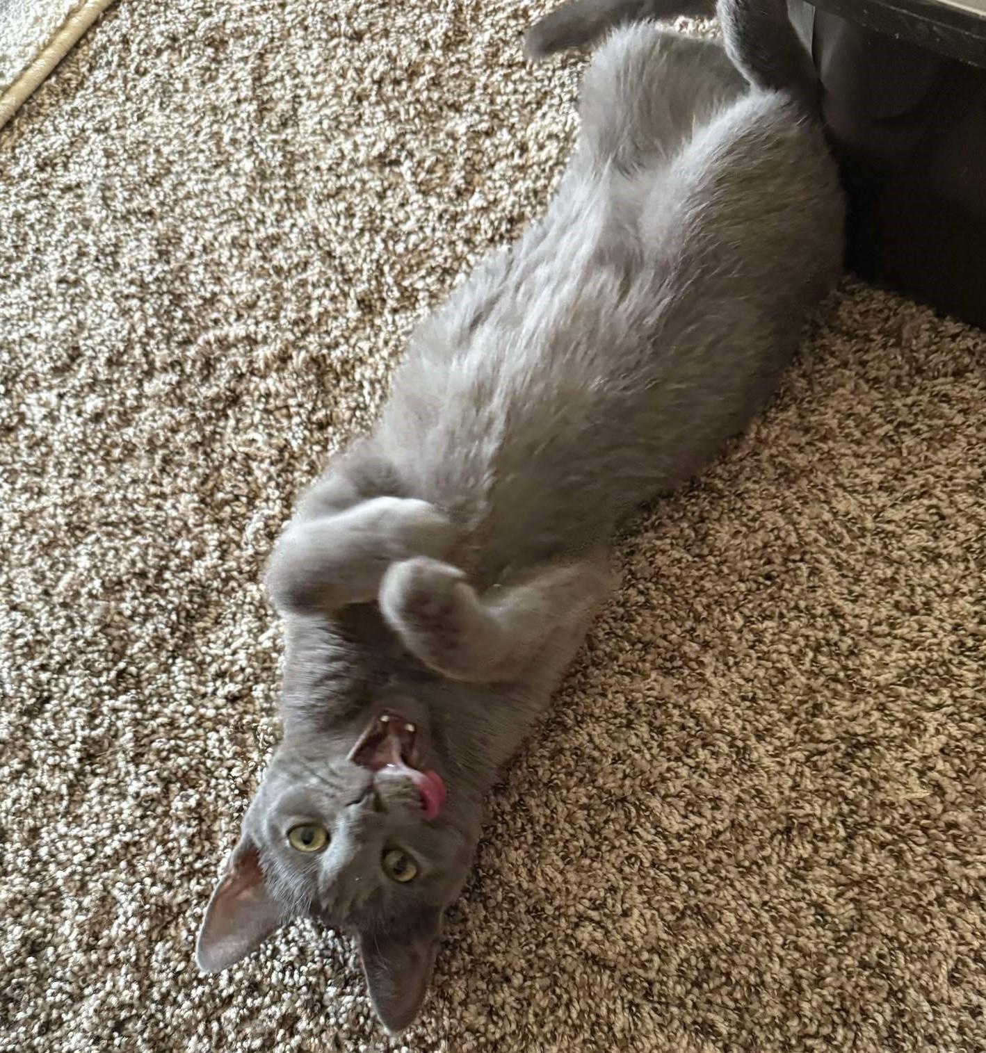 GLINDA, an adopted Domestic Short Hair in Grand Forks, ND image 4/5