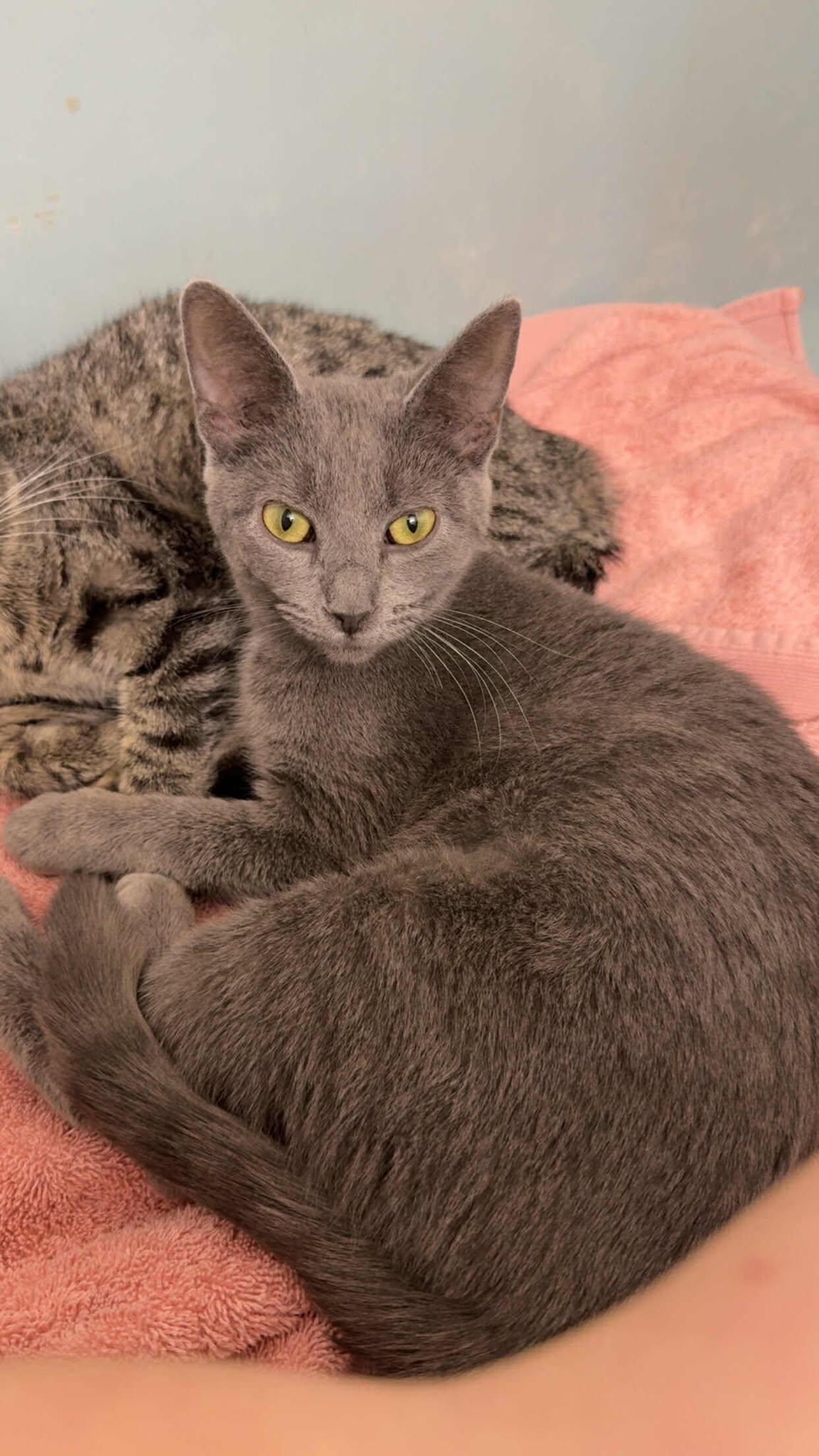 GLINDA, an adopted Domestic Short Hair in Grand Forks, ND image 5/5