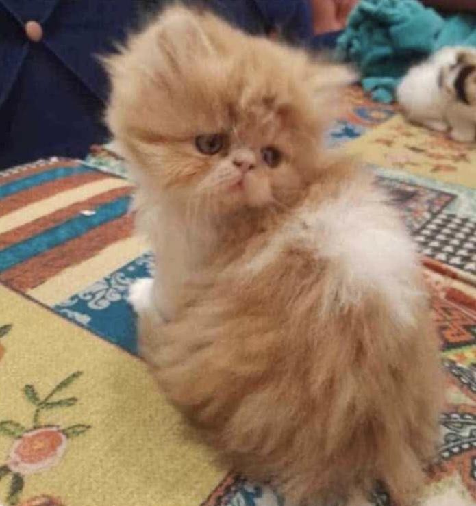 Ruby, Adoptable, Kitten Female Persian.