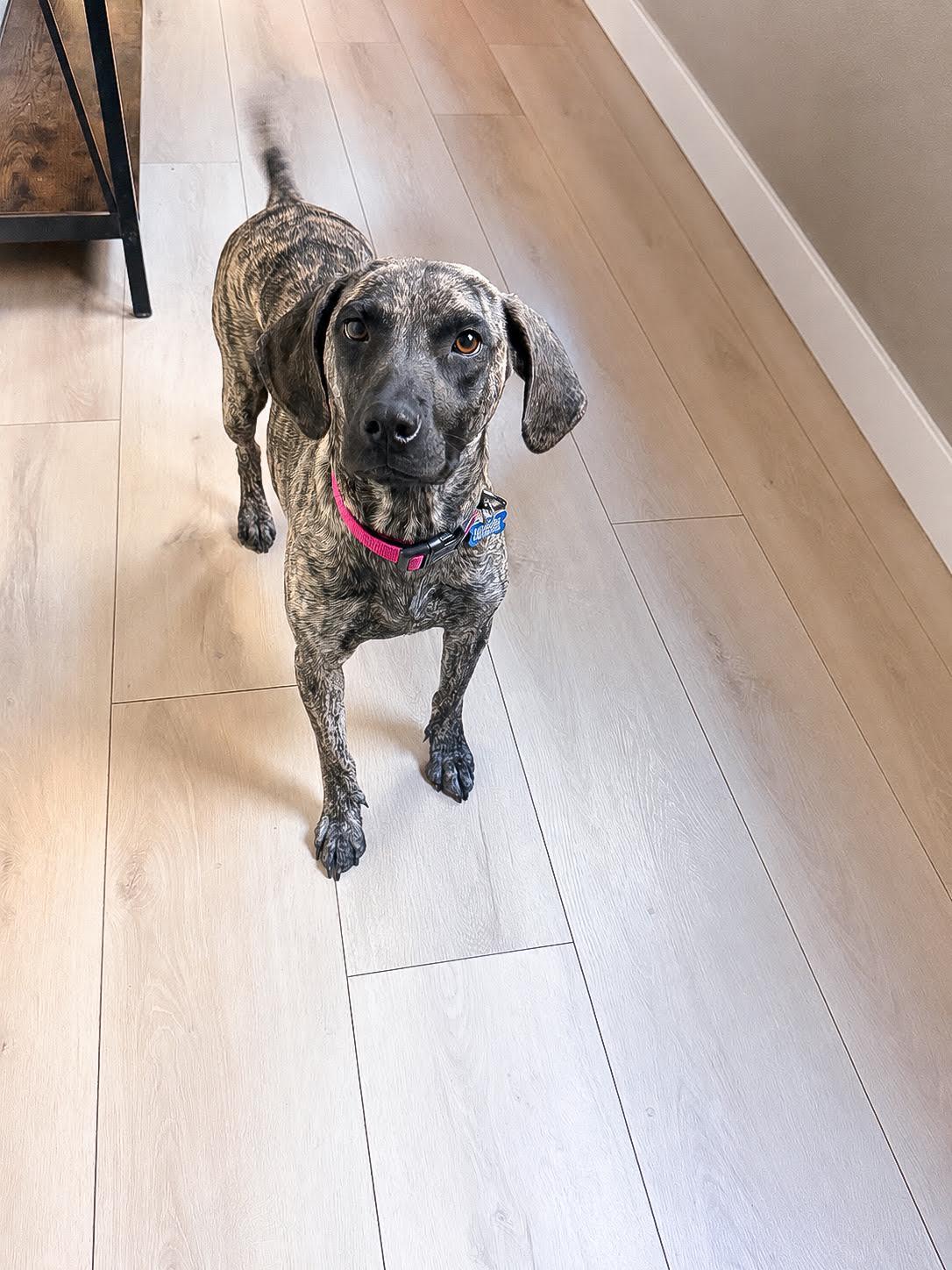 Enlarge Holly, an adopted Plott Hound in Las Vegas, NV image 2/2
