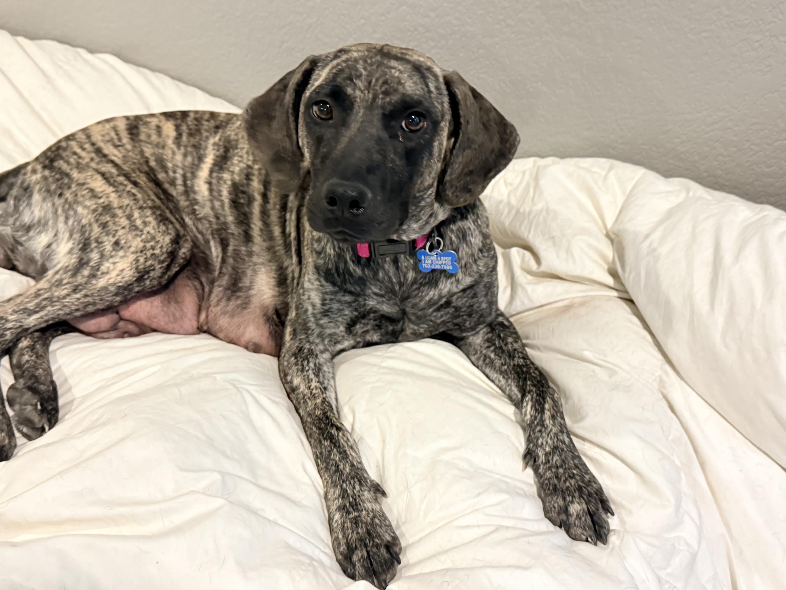 Holly, adopted, Adult Female Plott Hound.