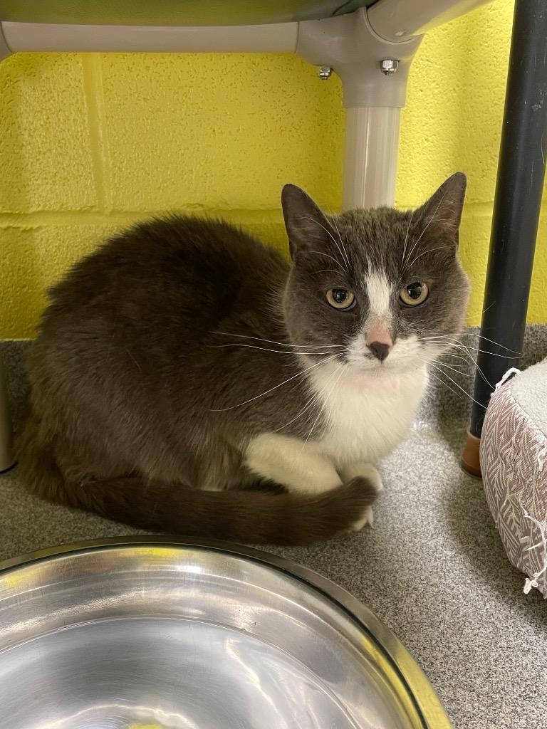 Manuela, ADOPTABLE, Young Male Domestic Short Hair.