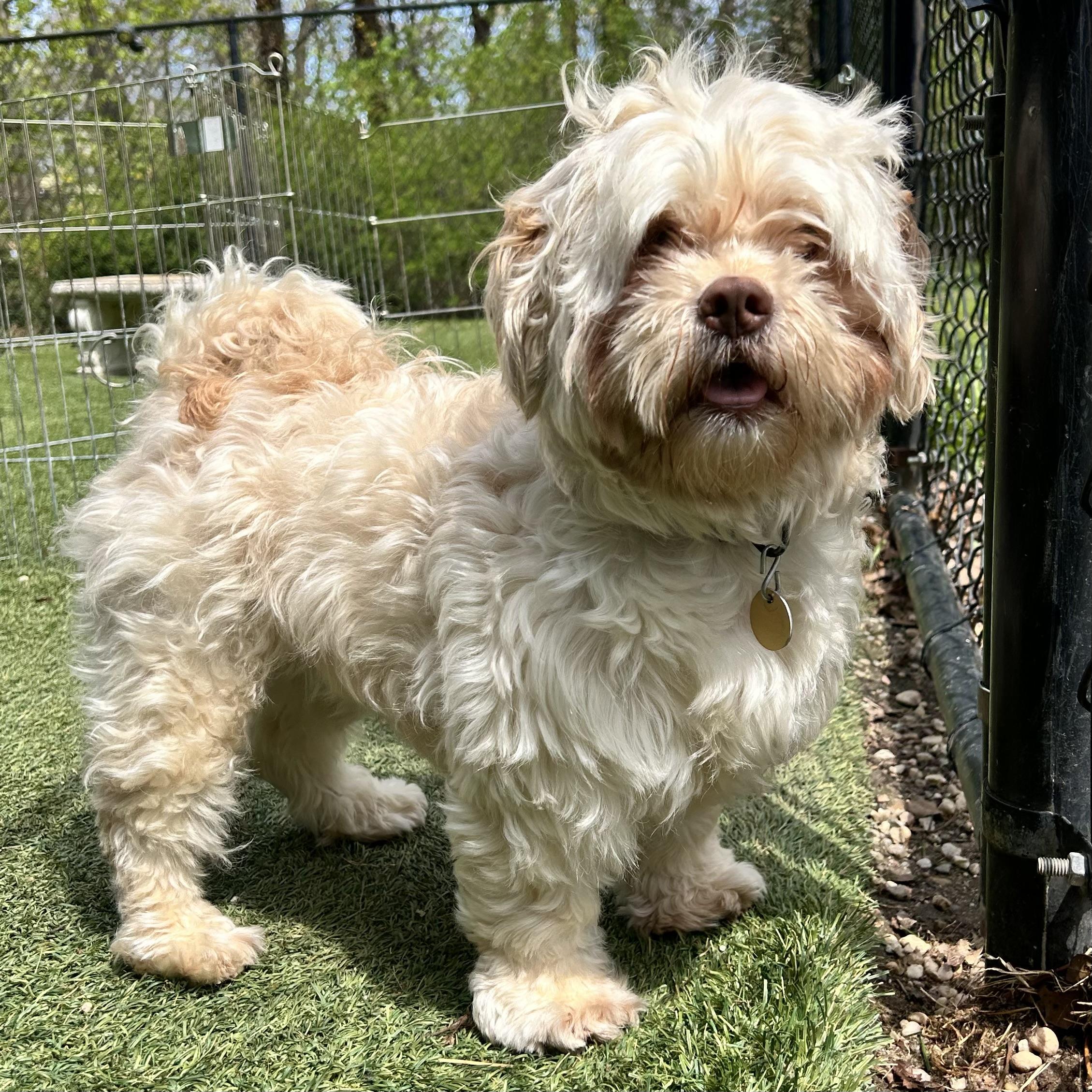 Enlarge Li BO Peep, an adopted mixed breed in Huntington, NY image 1/1
