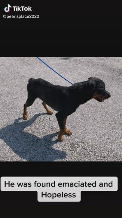 Enlarge Plex, a Adopted Rottweiler in Temple, TX video 5/9