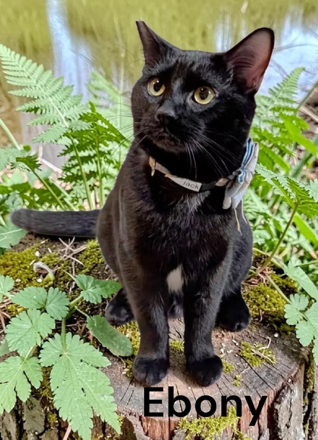 Ebony, a Adoptable Domestic Short Hair in Newport News, VA image 2/3