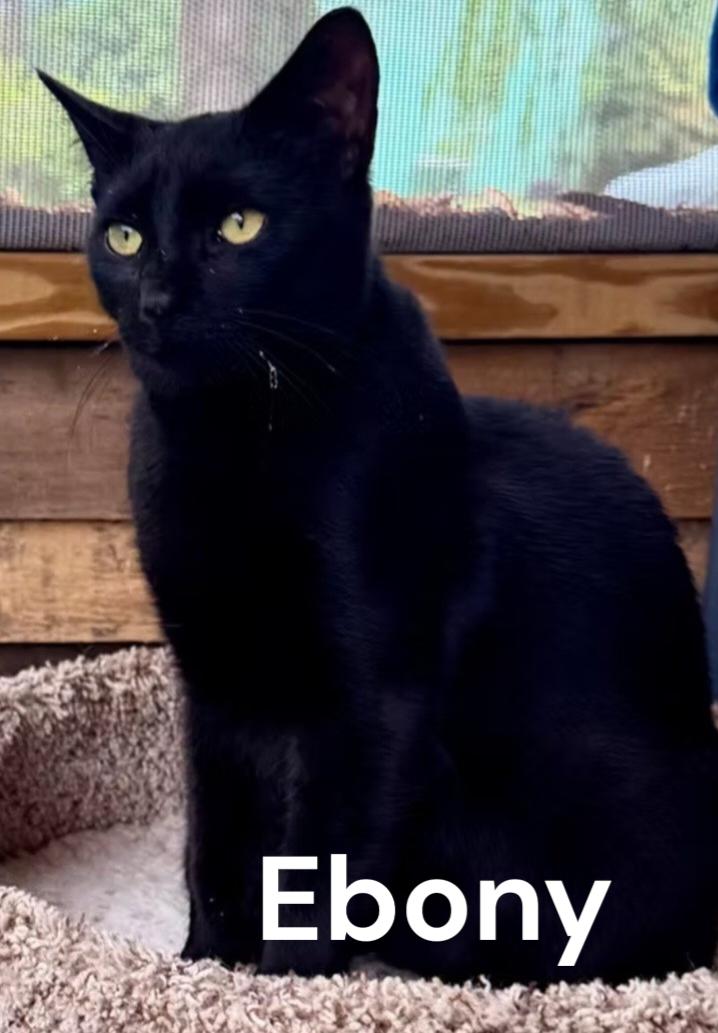 Ebony, a Adoptable Domestic Short Hair in Newport News, VA image 1/3