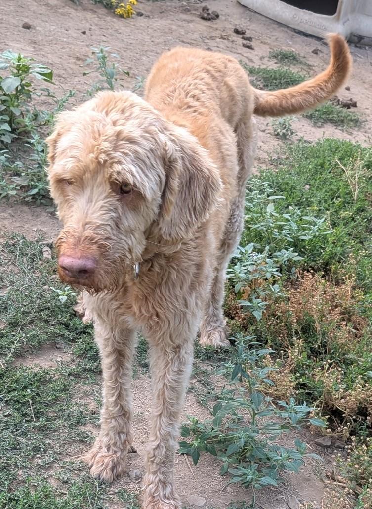 Enlarge Benny, an adopted mixed breed in COEUR D ALENE, ID image 2/3
