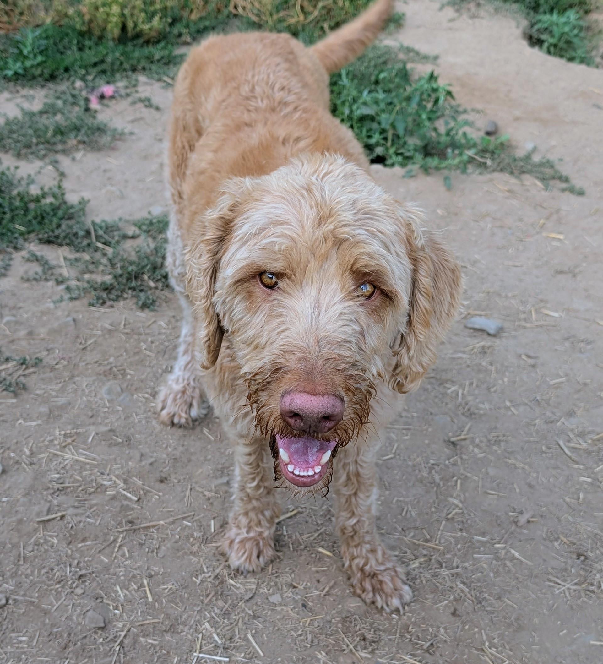 Enlarge Benny, an adopted mixed breed in COEUR D ALENE, ID image 1/3