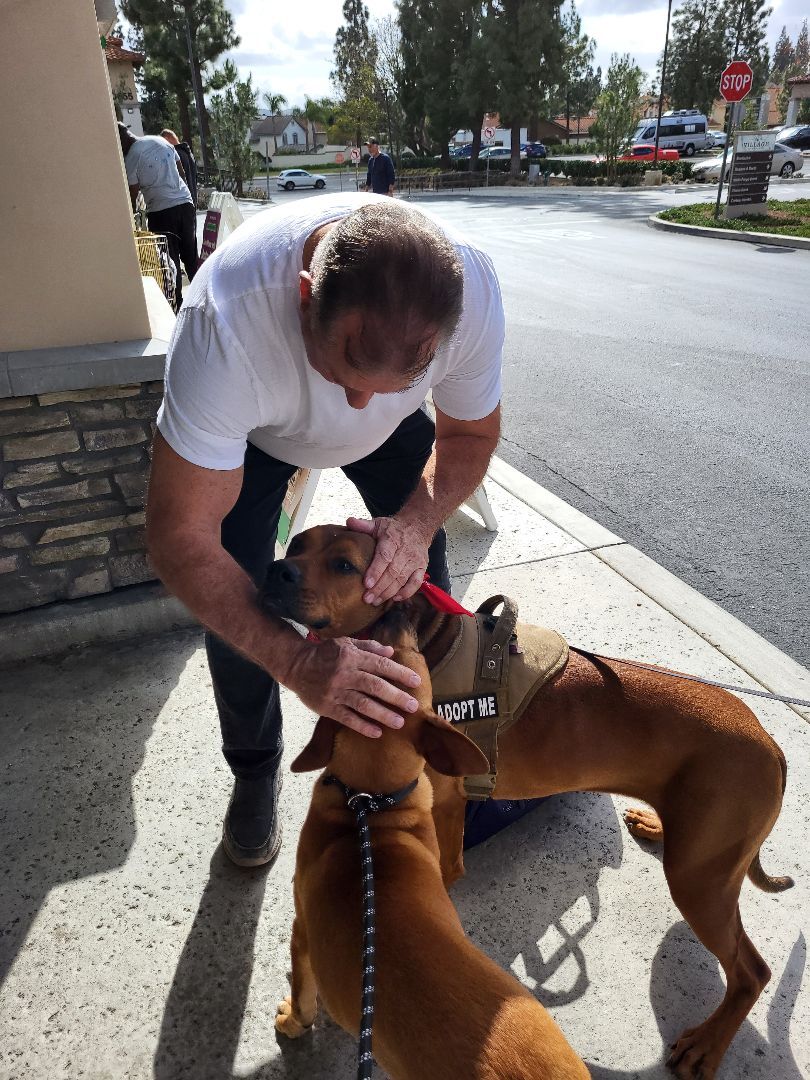 Enlarge Lucy I'm Home! Part Deux, a Adoptable mixed breed in Manhattan Beach, CA image 2/6