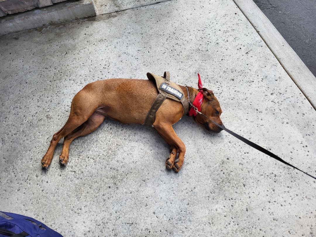 Enlarge Lucy I'm Home! Part Deux, a Adoptable mixed breed in Manhattan Beach, CA image 3/6