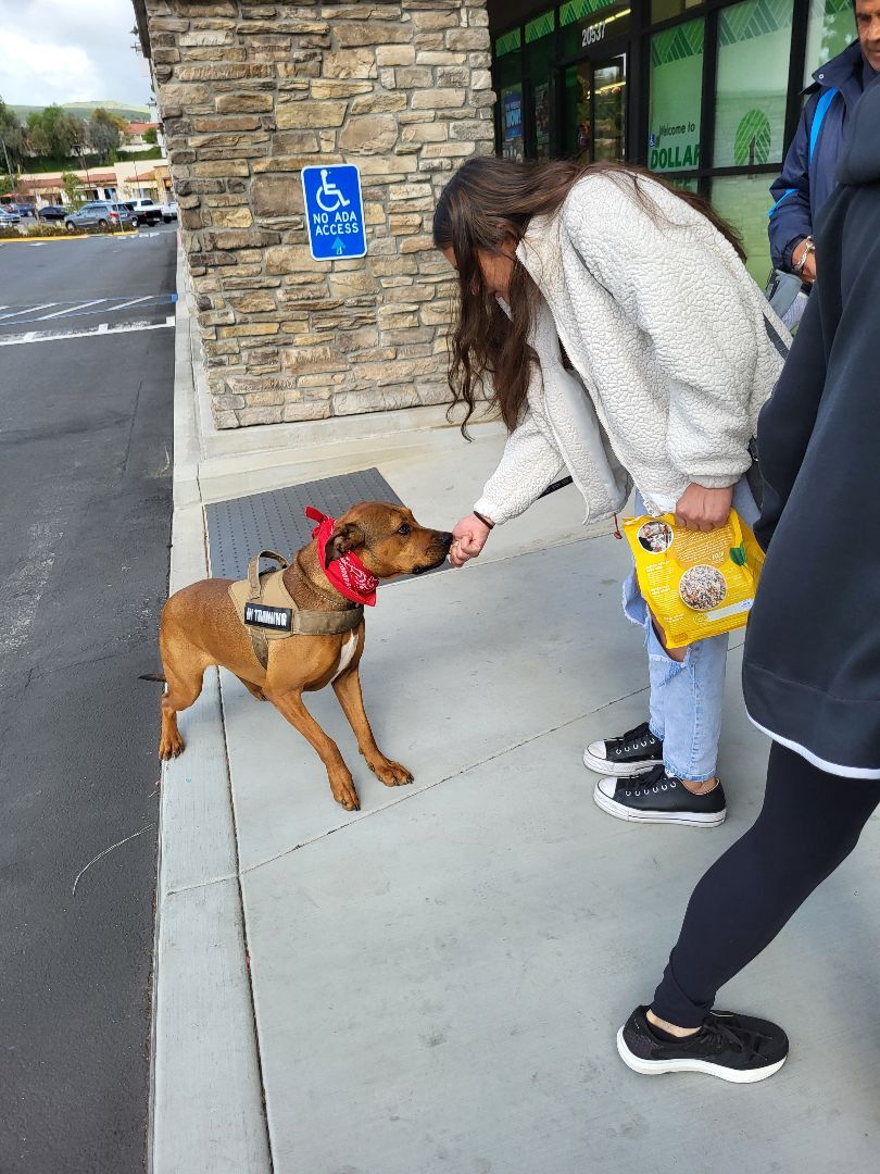 Enlarge Lucy I'm Home! Part Deux, a Adoptable mixed breed in Manhattan Beach, CA image 4/6