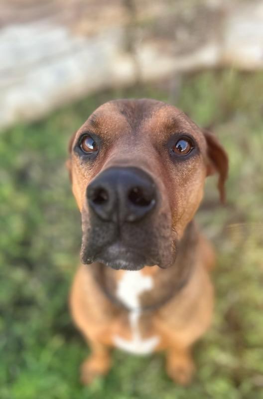 Enlarge Lucy I'm Home! Part Deux, a Adoptable mixed breed in Manhattan Beach, CA image 1/6