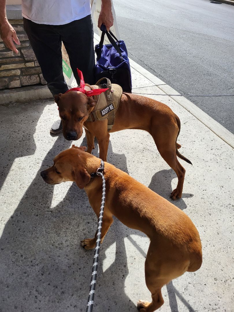 Enlarge Lucy I'm Home! Part Deux, a Adoptable mixed breed in Manhattan Beach, CA image 5/6