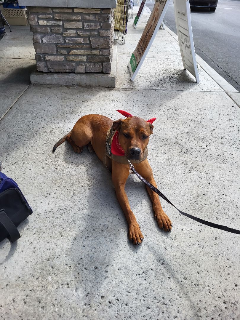 Enlarge Lucy I'm Home! Part Deux, a Adoptable mixed breed in Manhattan Beach, CA image 6/6