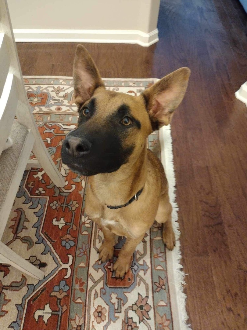 Jax , a Adopted Belgian Shepherd / Malinois in Spring hill, TN image 1/3