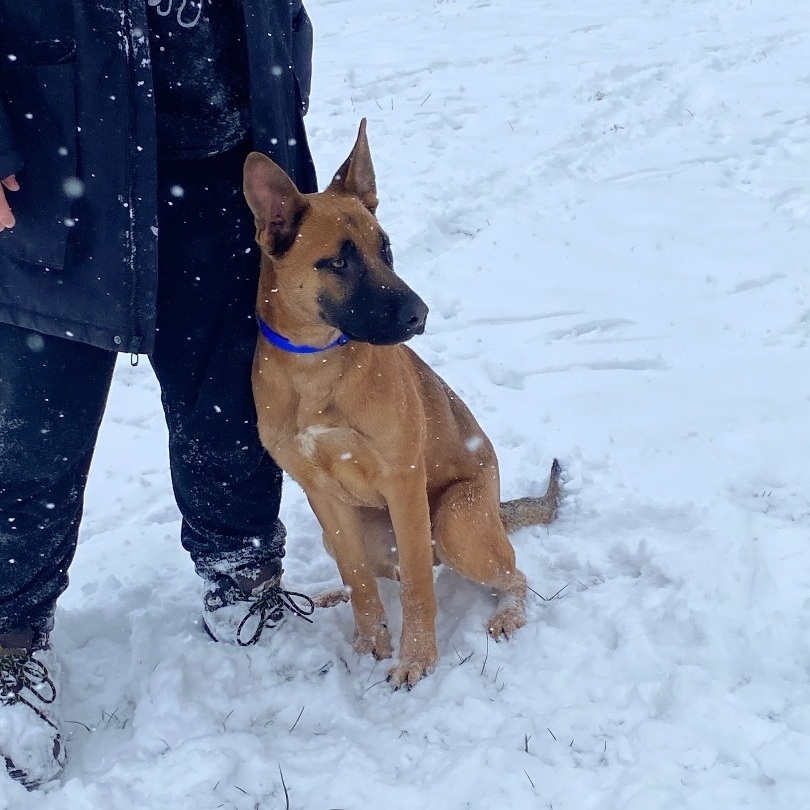 Jax , a Adopted Belgian Shepherd / Malinois in Spring hill, TN image 2/3