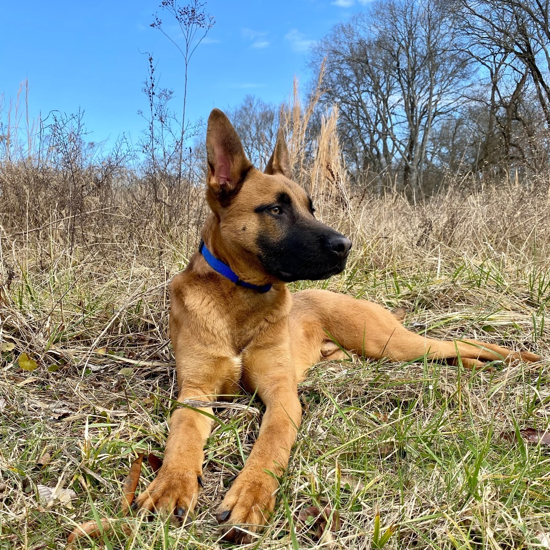 Jax , a Adopted Belgian Shepherd / Malinois in Spring hill, TN image 3/3