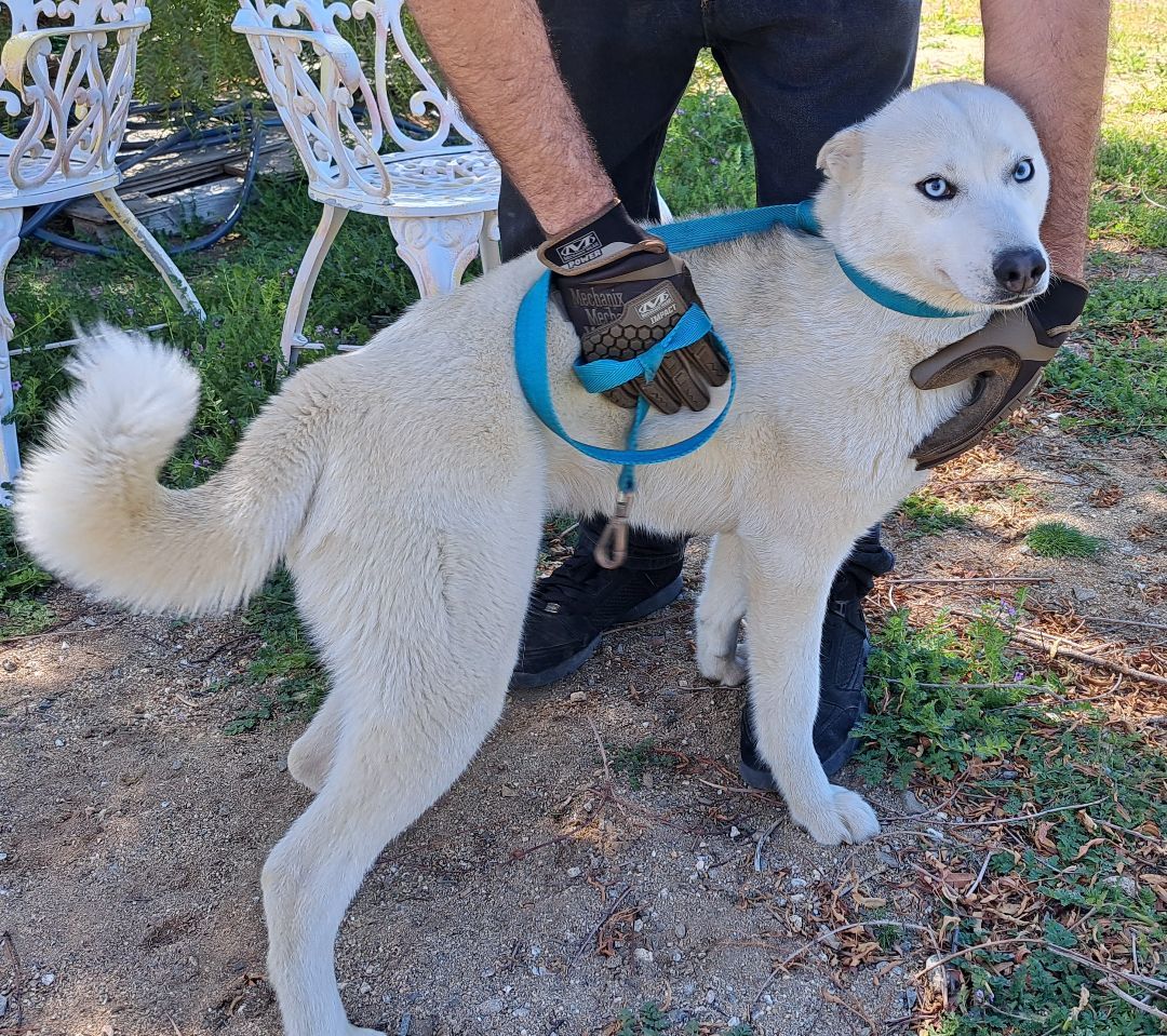 Enlarge HOPE, a Adopted Siberian Husky in Valencia, CA image 1/4