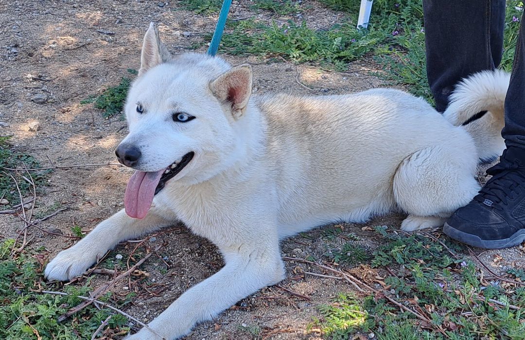 Enlarge HOPE, a Adopted Siberian Husky in Valencia, CA image 3/4