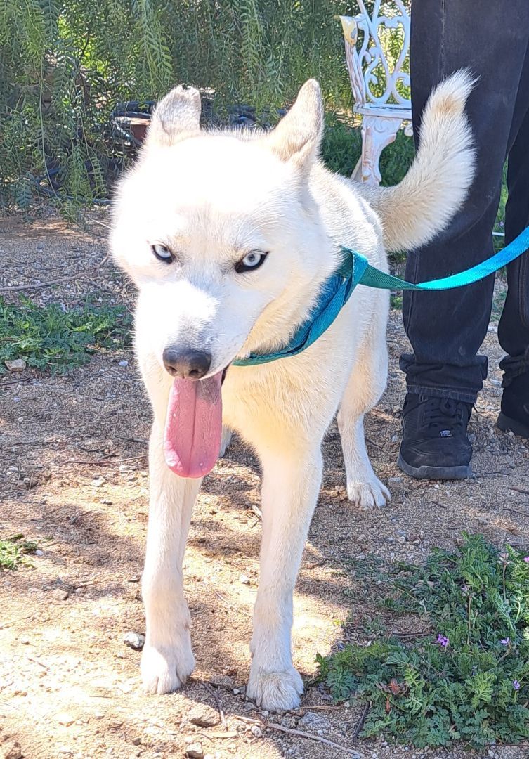 Enlarge HOPE, a Adopted Siberian Husky in Valencia, CA image 4/4