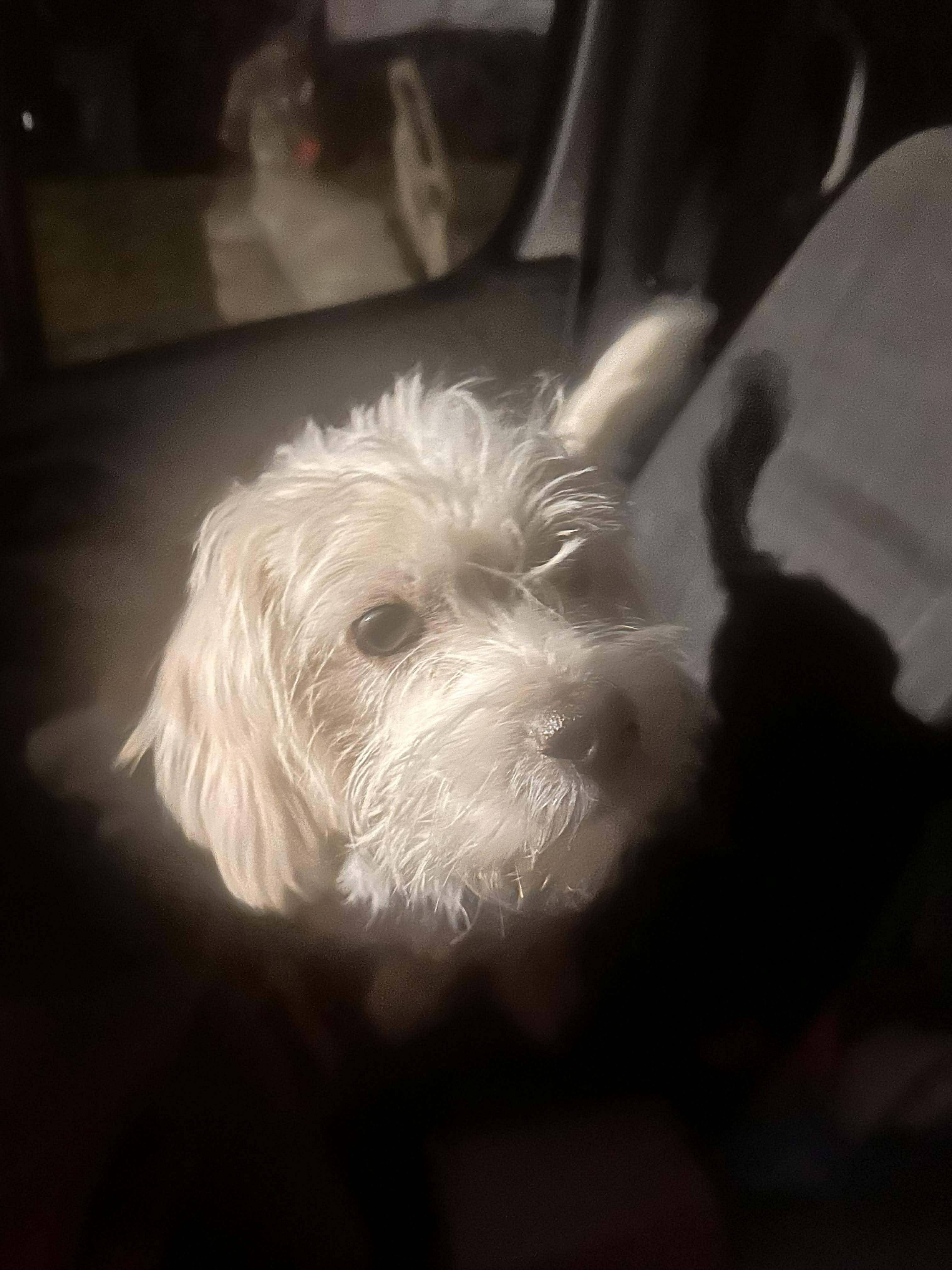 Enlarge Ollie, an adopted mixed breed in Rochester, NY image 5/6