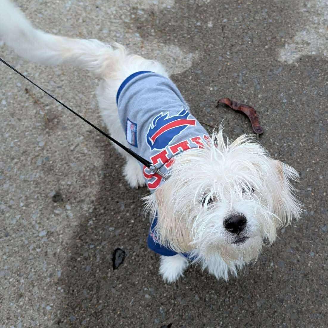 Enlarge Ollie, an adopted mixed breed in Rochester, NY image 3/6