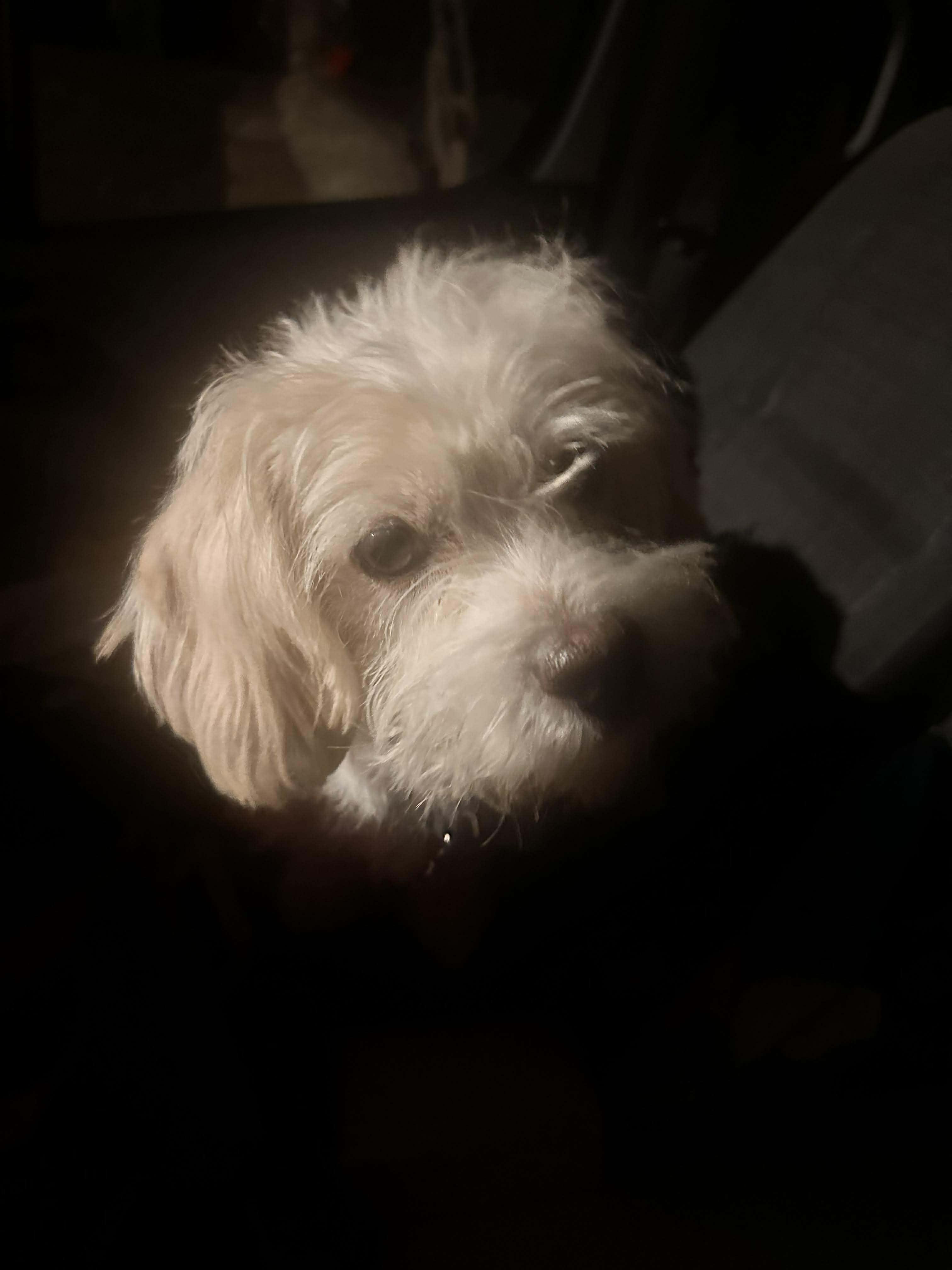 Enlarge Ollie, an adopted mixed breed in Rochester, NY image 6/6