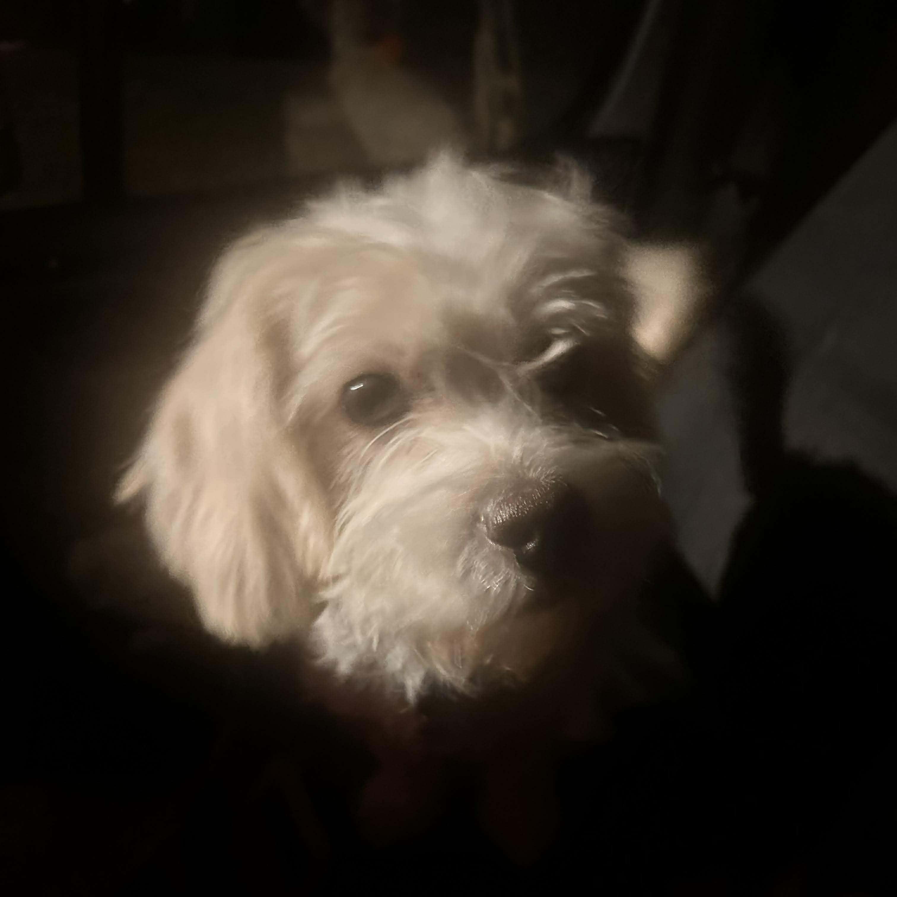 Enlarge Ollie, an adopted mixed breed in Rochester, NY image 2/6