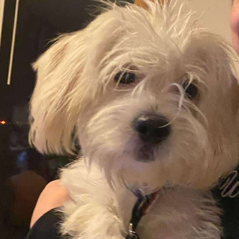 Ollie, adopted, Puppy Male West Highland White Terrier / Westie.