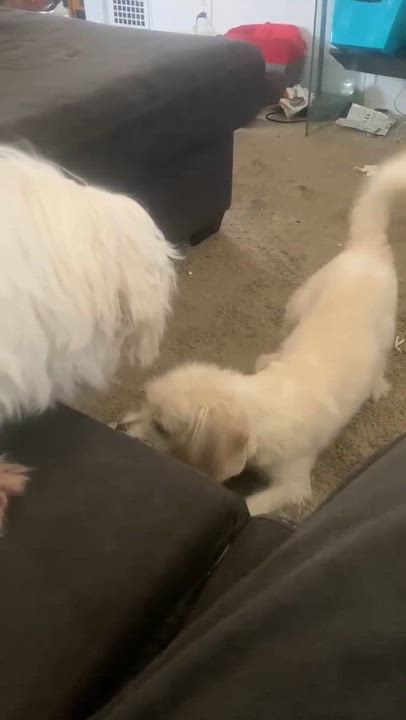 Enlarge Ollie, an adopted mixed breed in Rochester, NY video 4/6