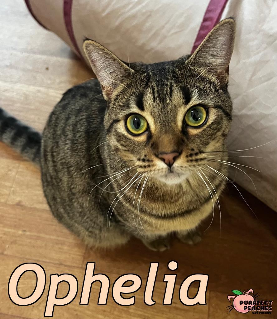 Ophelia, Adoptable, Young Female Domestic Short Hair.