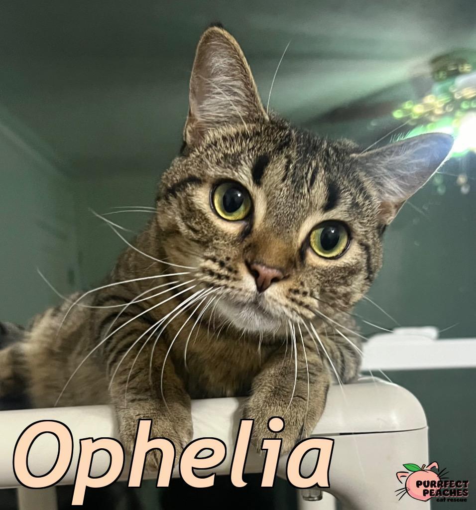 Enlarge Ophelia, a Adoptable mixed breed in Douglasville, GA image 2/6