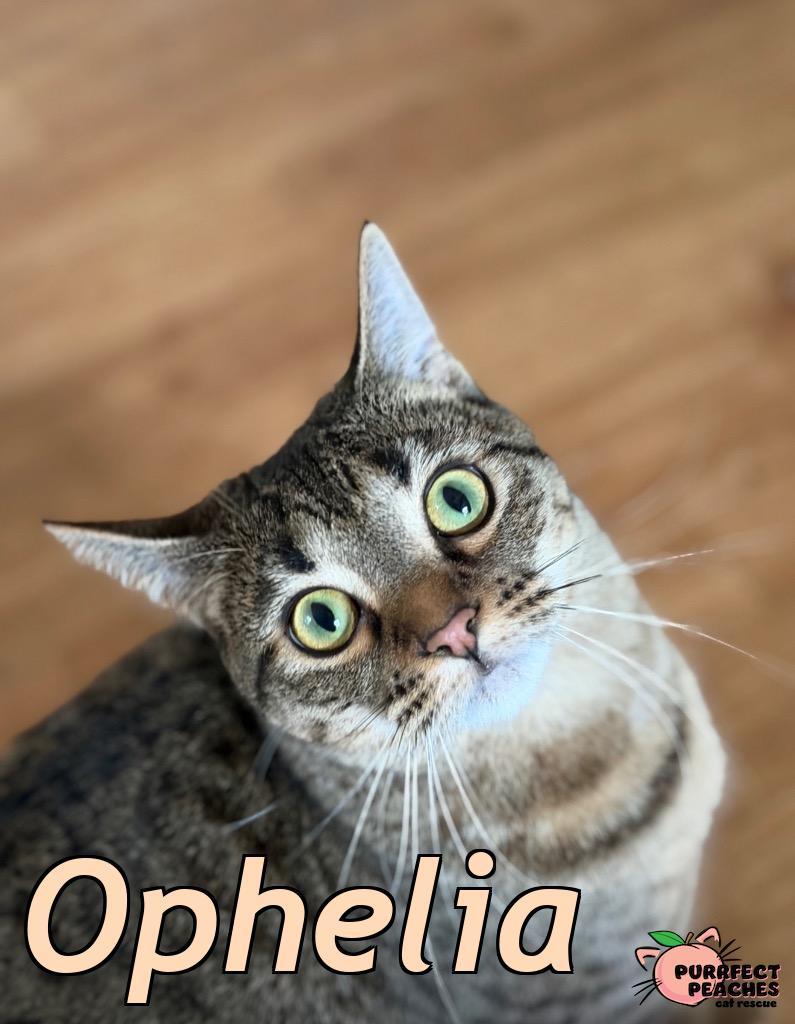 Enlarge Ophelia, a Adoptable mixed breed in Douglasville, GA image 3/6